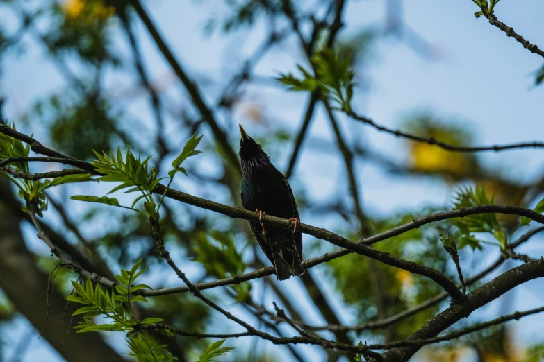 the bird is sitting on the tree nch outside