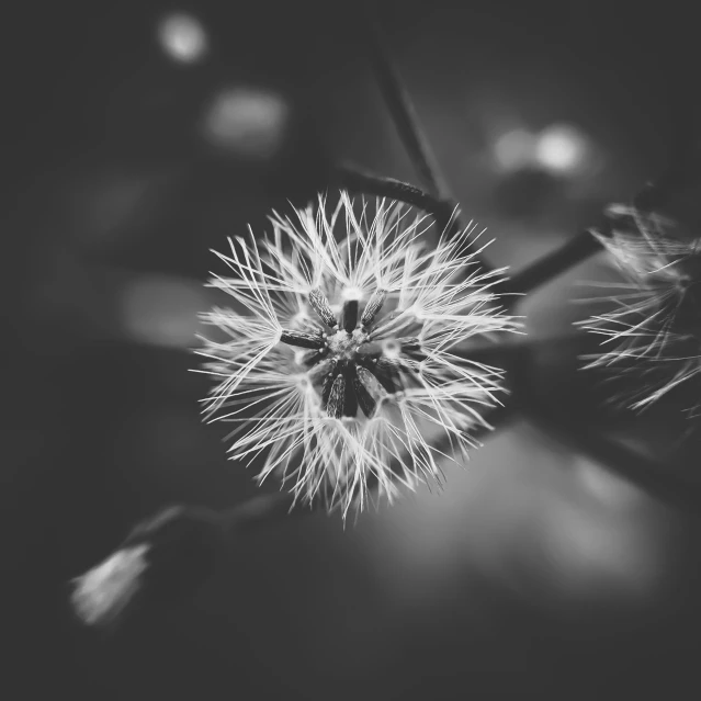 black and white pograph of a dandelion