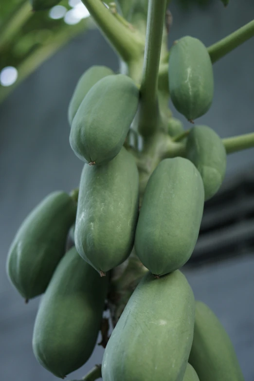 a bunch of small green fruit growing from a tree