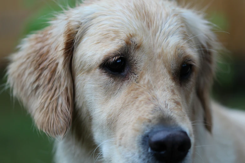 a close up of a dog's brown eyes