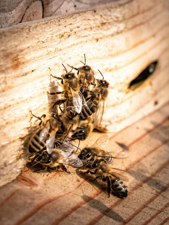 several bees are inside of a nest on top of wood