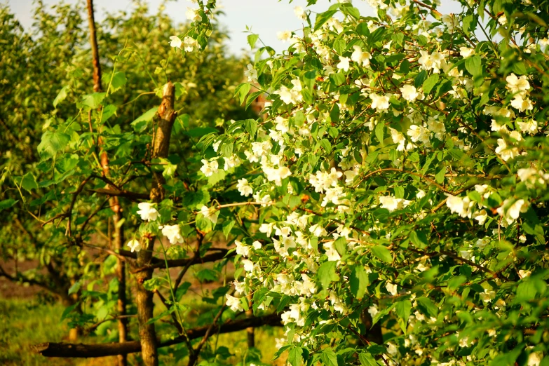 small white flowers growing on a tree in the field