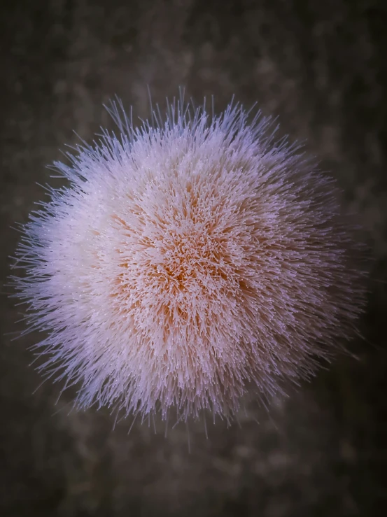 a close up image of the white flower