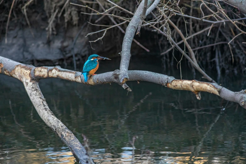 the small colorful bird is perched on the tree limb