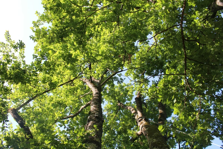 tall trees with green leaves in the foreground