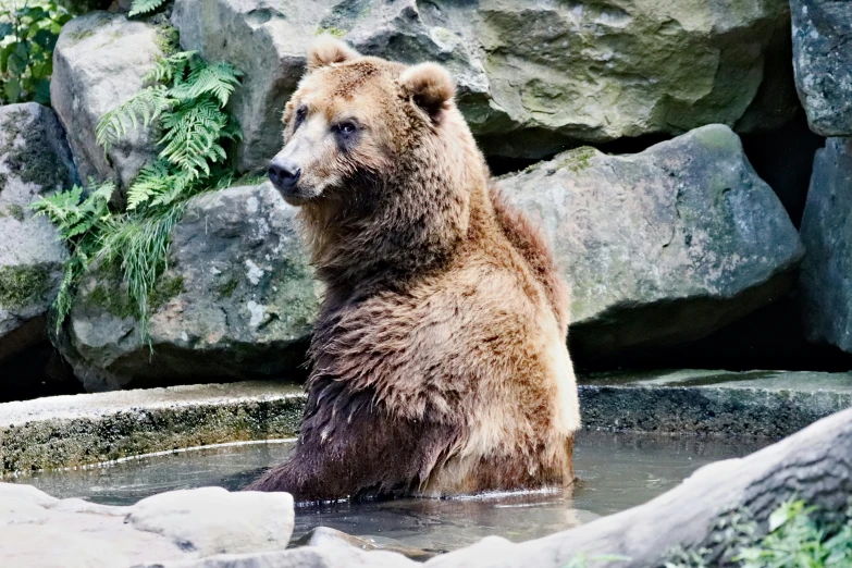 a brown bear in water and rocks