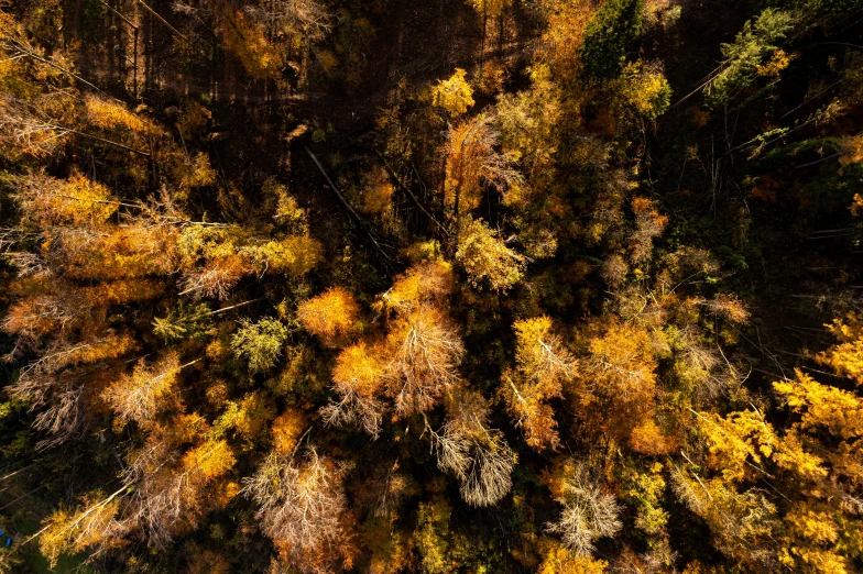 an overhead view of a wooded area with leaves changing colors