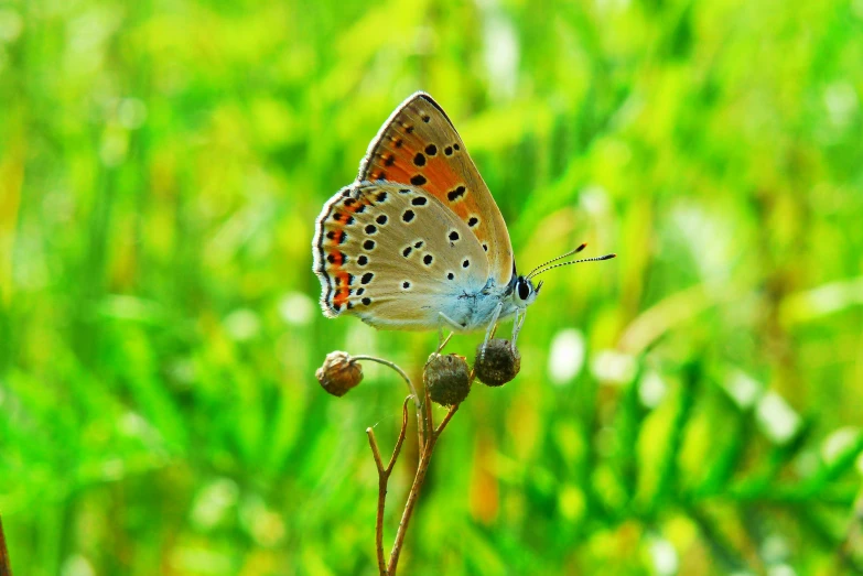 a erfly with spots sits on a stem