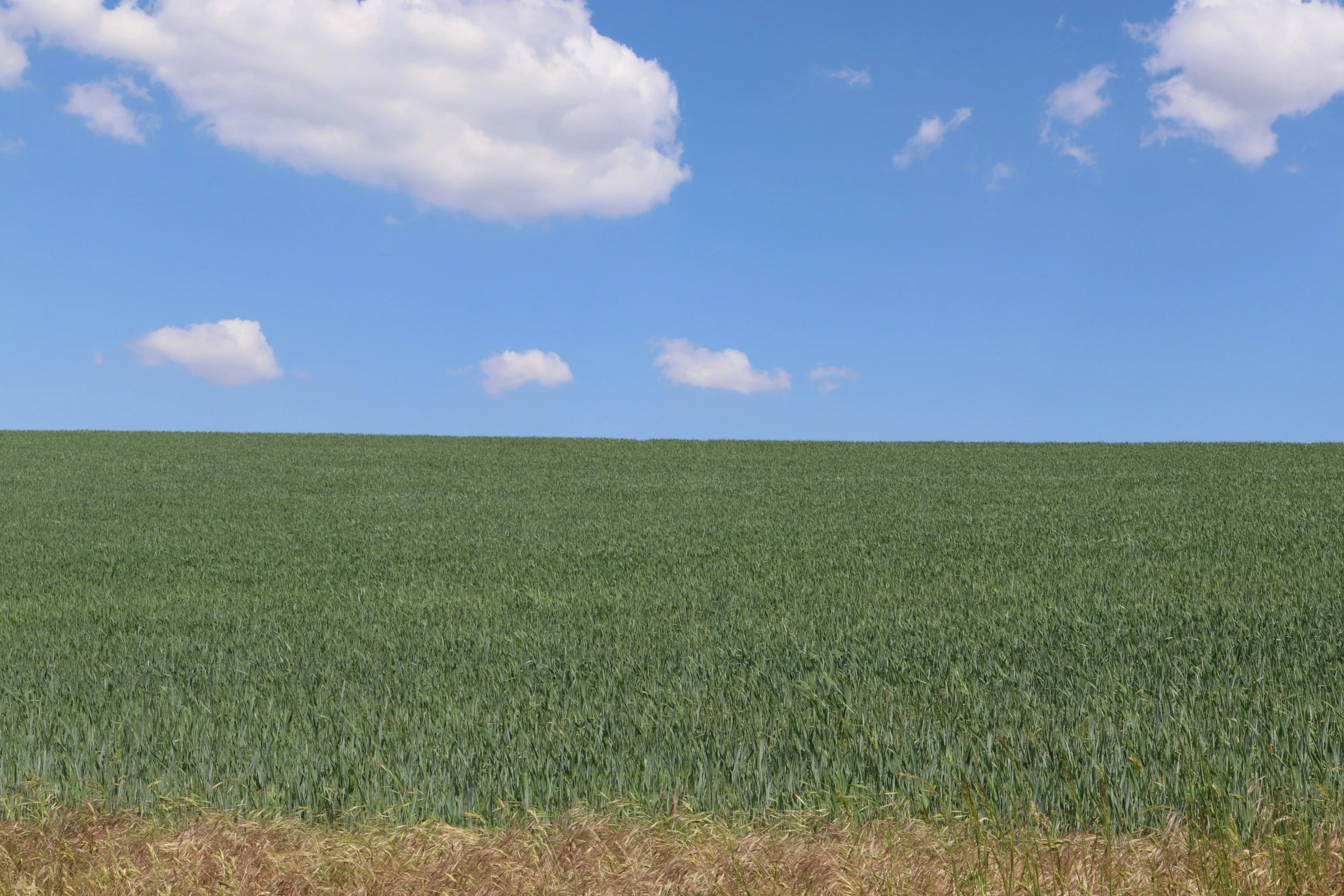 a field with some animals in it