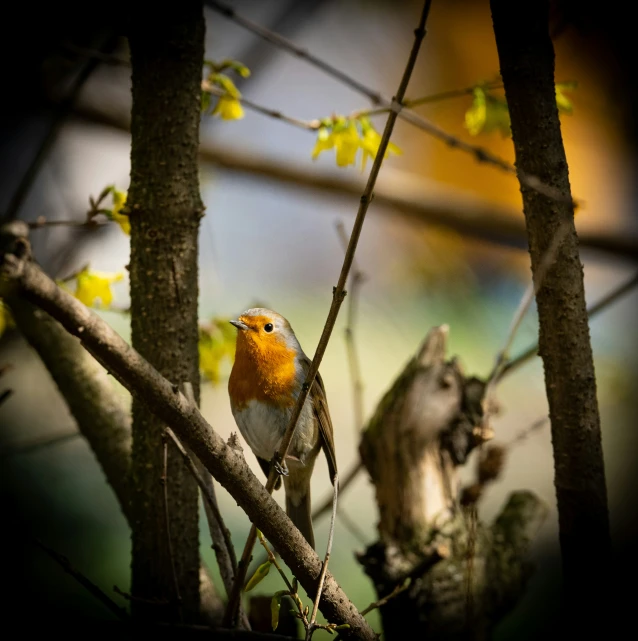 an orange bird perched on a tree nch