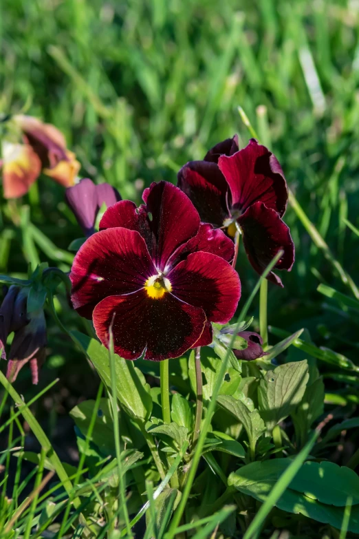 red flowers that are in the grass