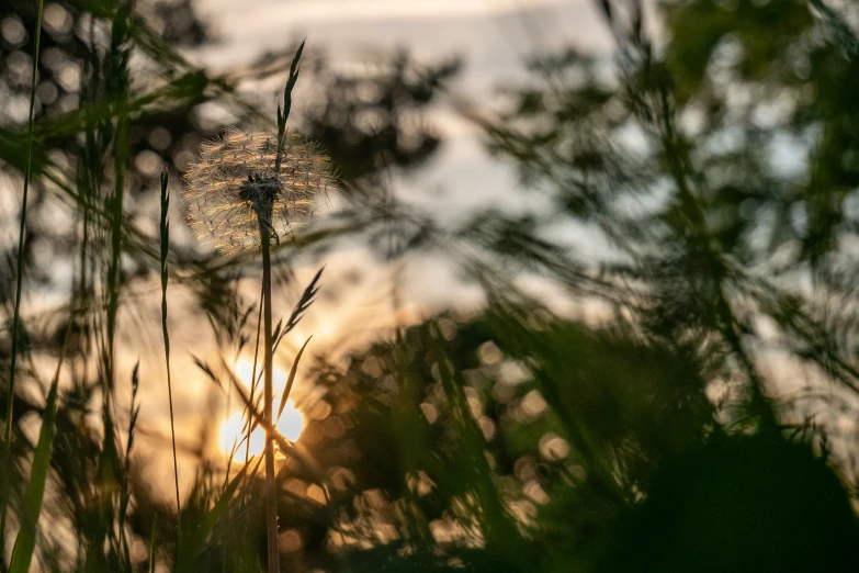 the sun shining behind tall grass with a sky in the background