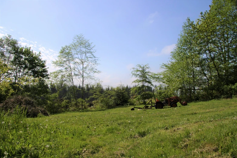 two cows graze in the green grass near trees