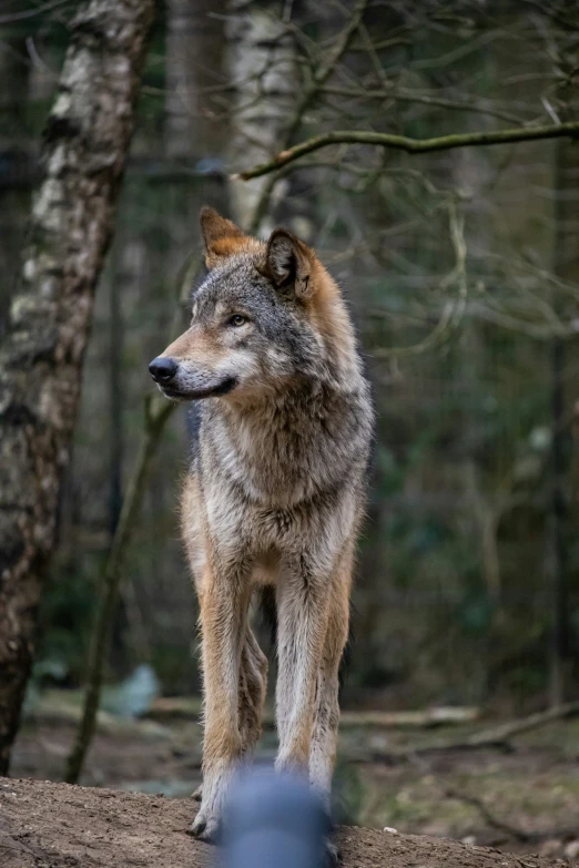 a lone wolf stands in front of the woods