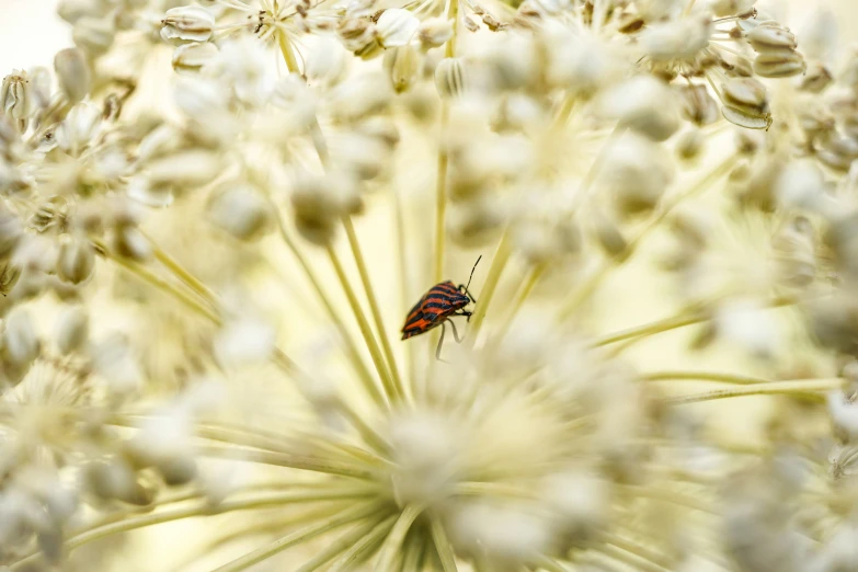 a close up of a flower with a bug on it