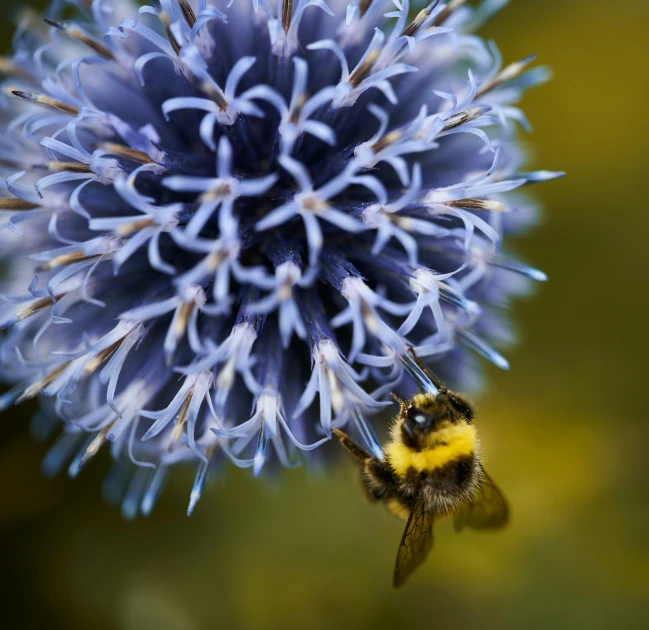 there is a small bee on a large purple flower