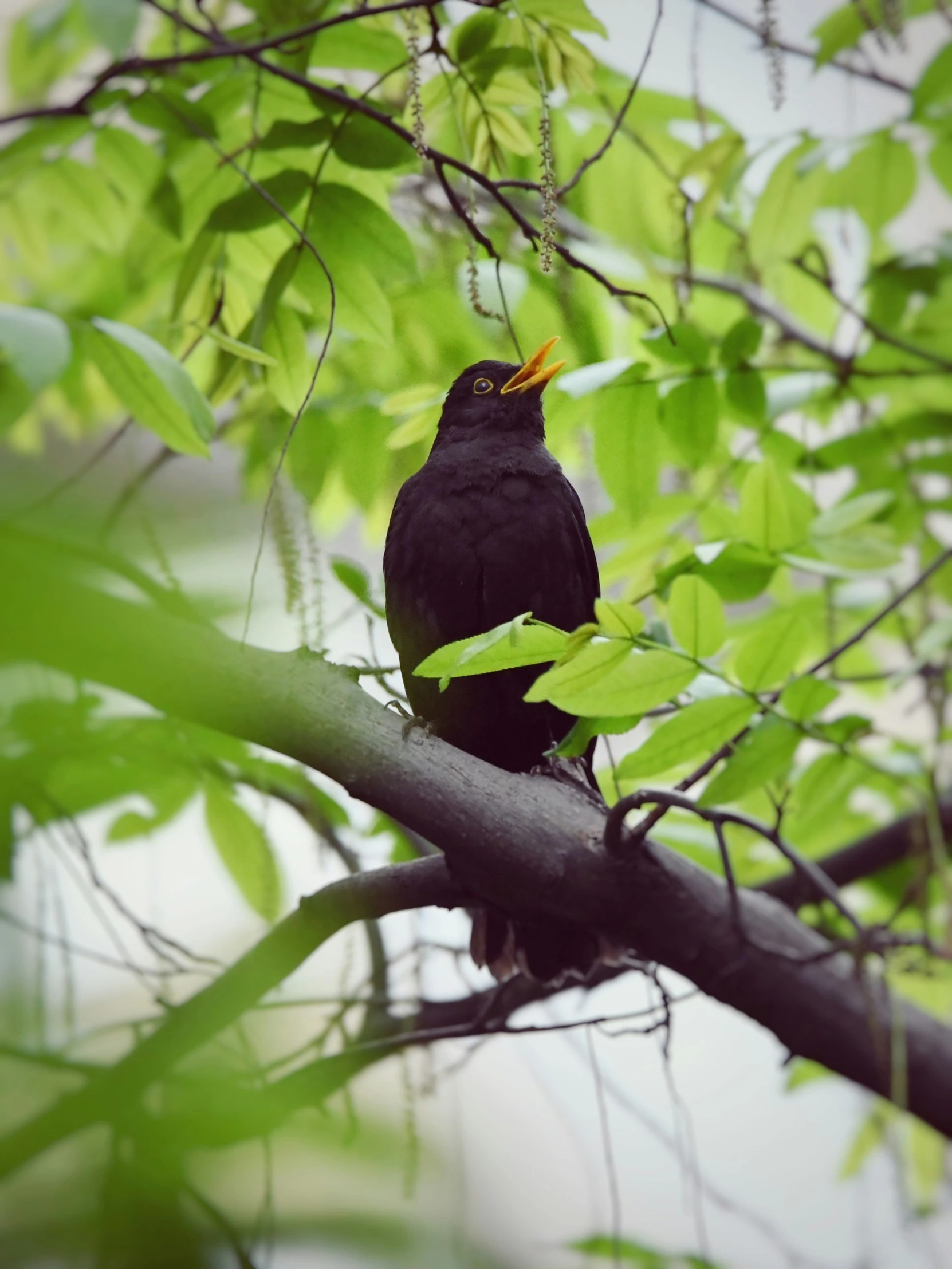 a black bird is perched on a nch of a tree