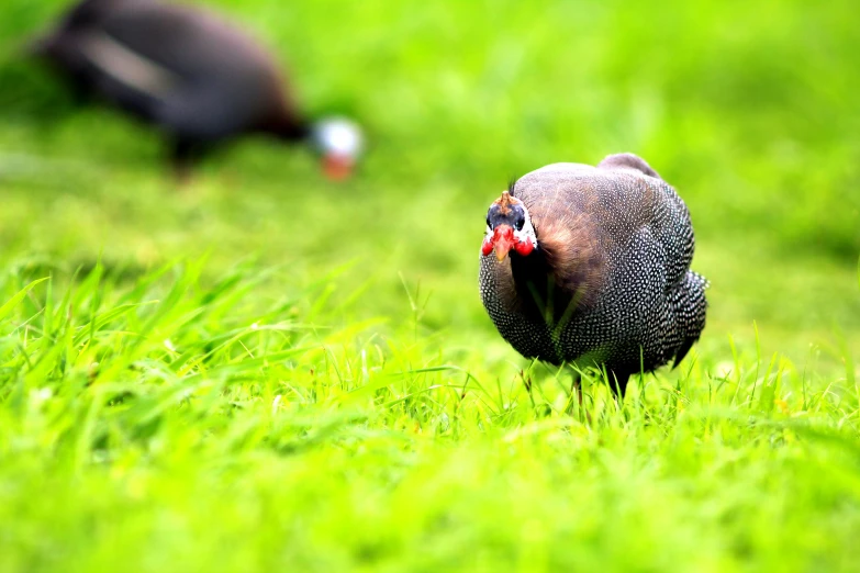 a large turkey standing in the middle of a field