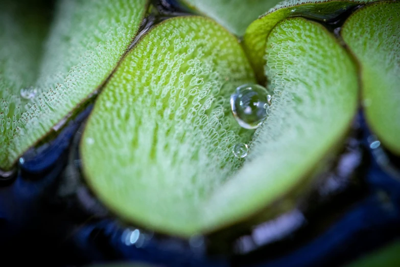 the top of a plant is covered with water