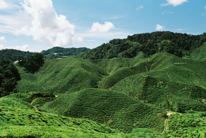 the mountains and valleys of the coffee plantation