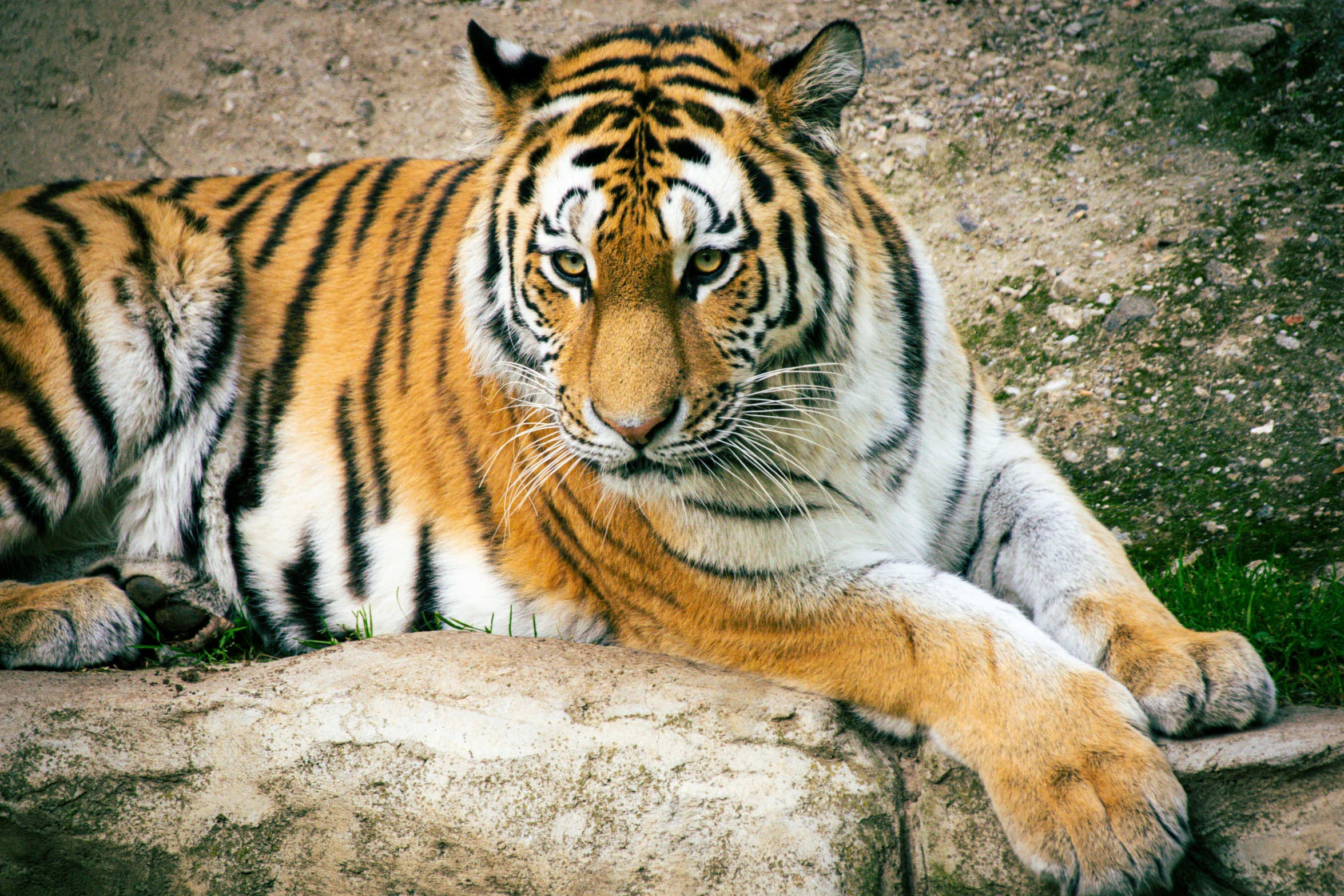 a tiger laying on top of a rock