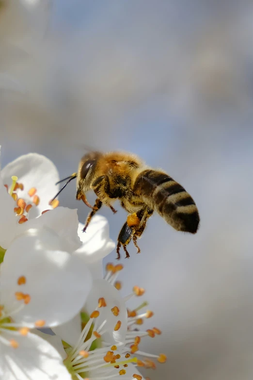 a honeybee is in flight from a flowering nch