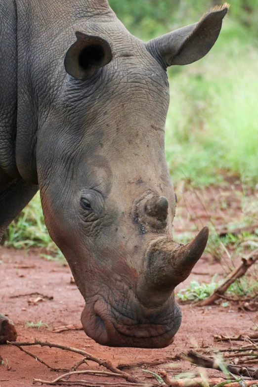 a rhinoceros head and nose is close up in the wild