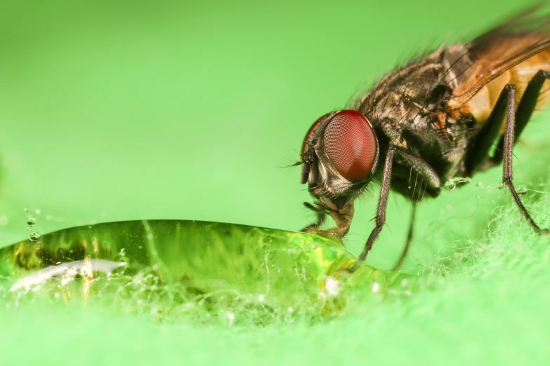 a close up of a fly on top of a green plant