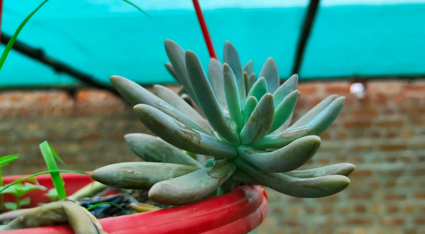 a small succulent plant in a pot with other plants in the background