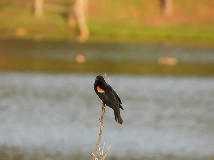 a small black bird with orange eyes sits on a nch near a pond