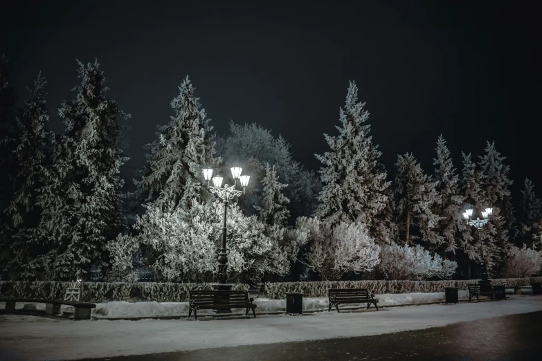 a couple of benches near some large trees