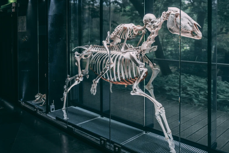 a horse skeleton on display at a museum