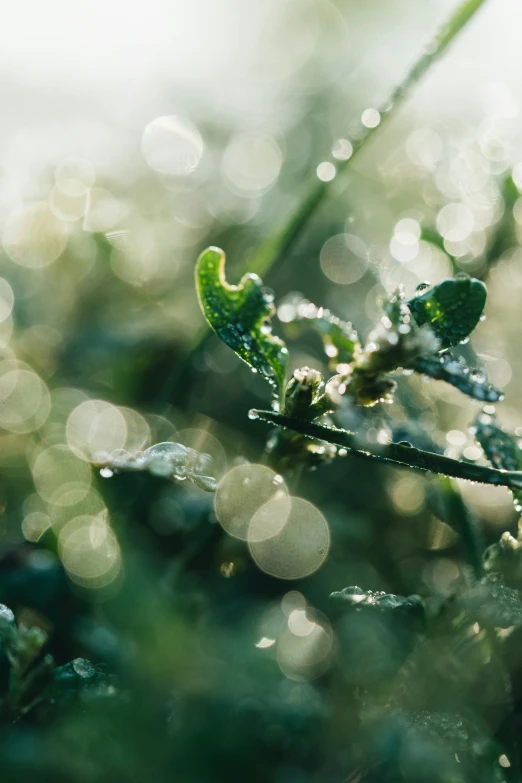 a green plant sitting on top of a lush green field