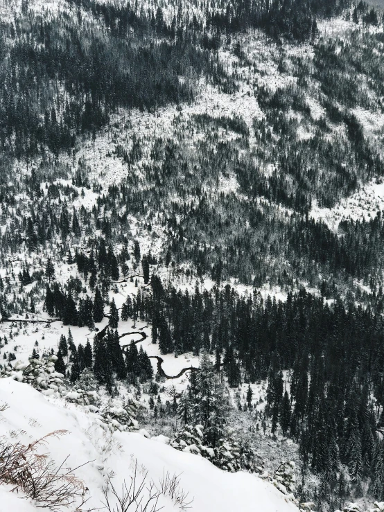 a snowy area is covered with lots of trees