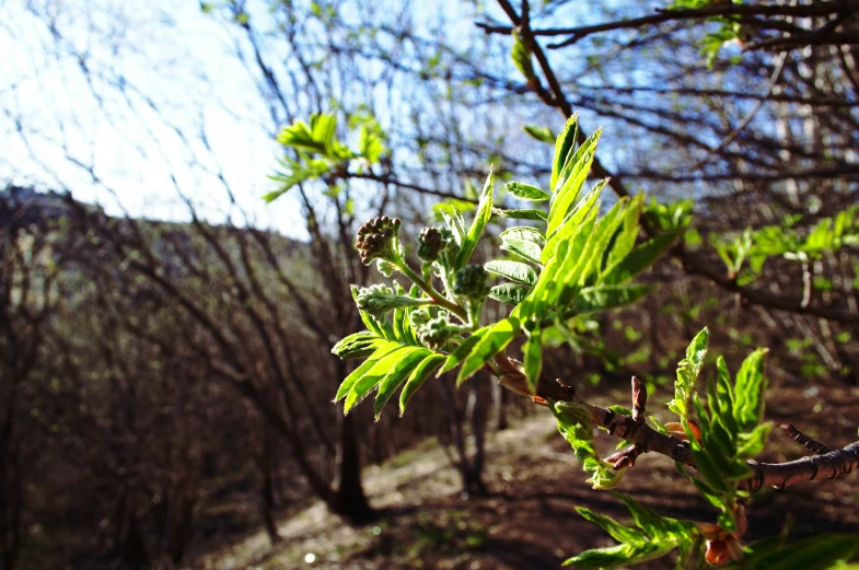 a nch from a tree shows young leaves