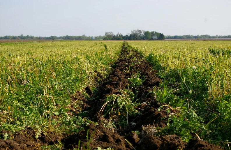 a trail of dirt leads down to a field of crops