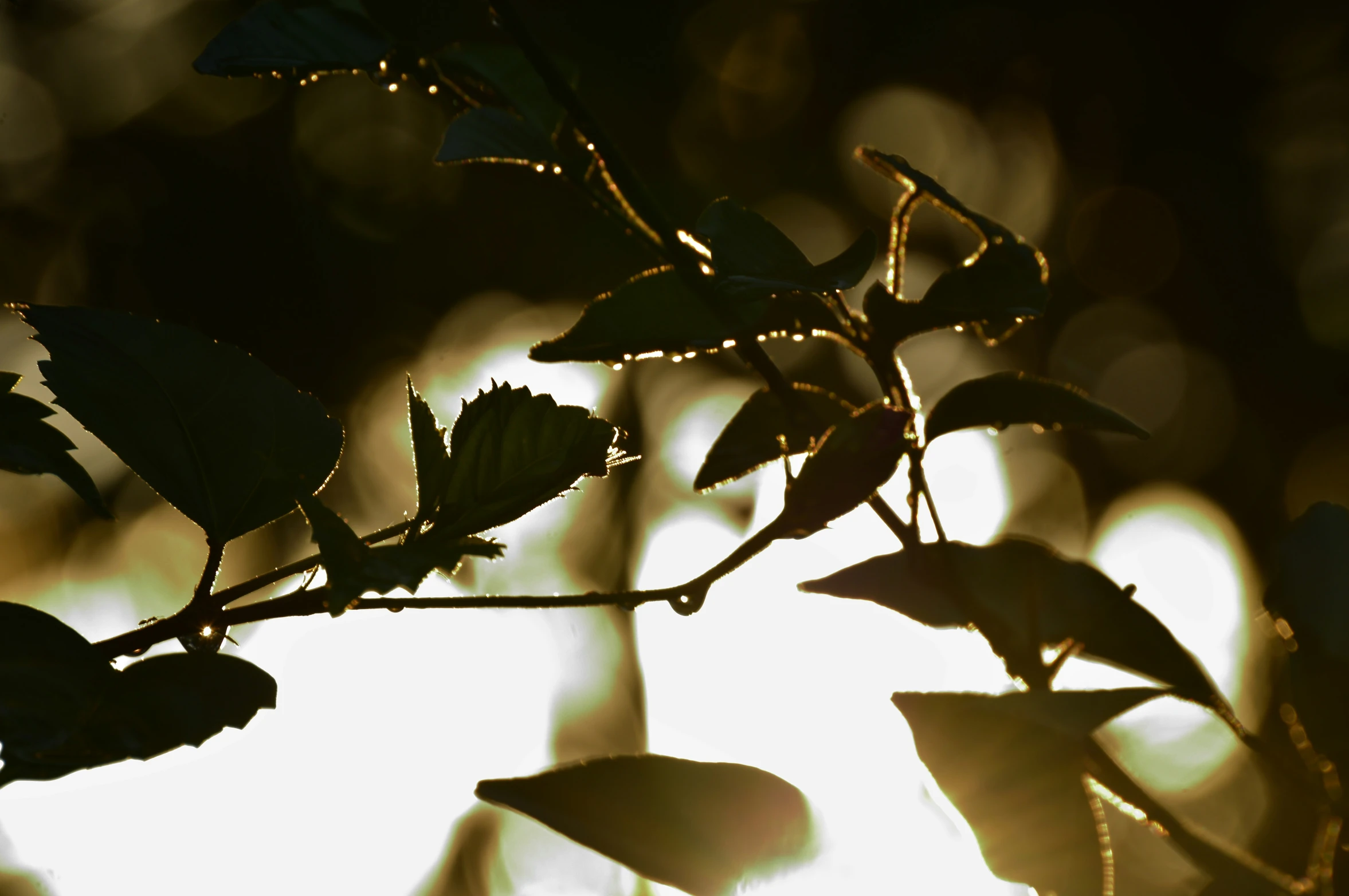 the leaves on the nch are glowing in the sun