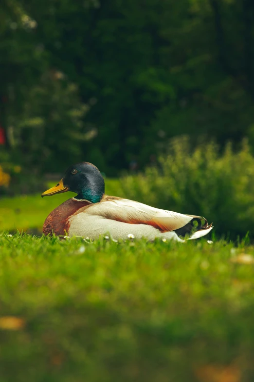 a bird laying in the grass next to some trees