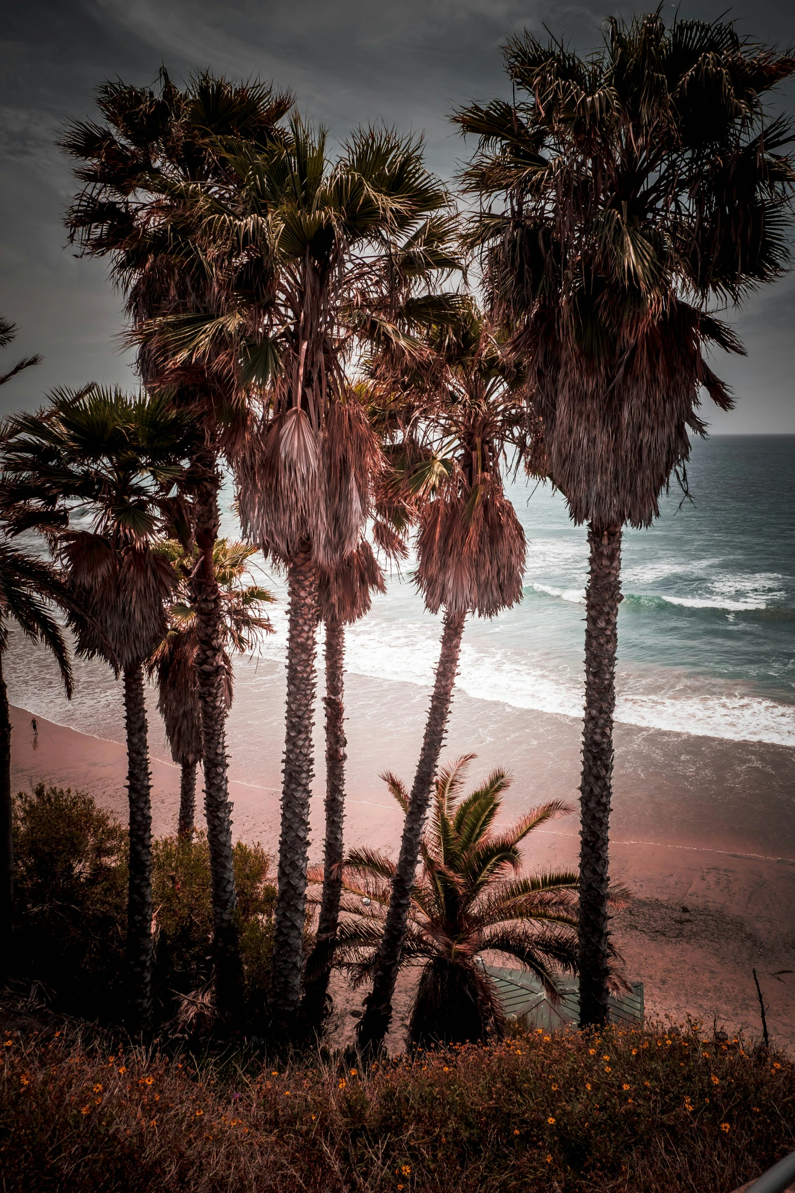 trees that are standing on the beach by the ocean