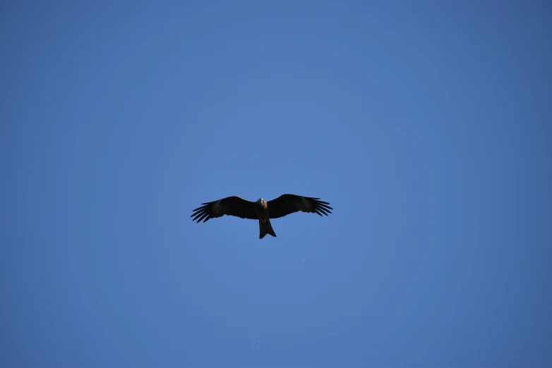 a large bird flying in a blue sky