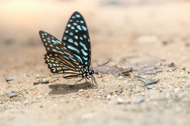 the small erfly with blue markings is perched on the sandy ground