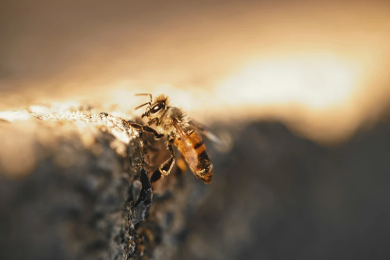 a bee sitting on a piece of wood with some light shining in the background