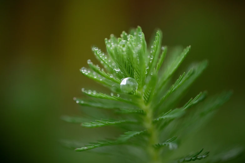 a close up po of a water drop on a green leaf