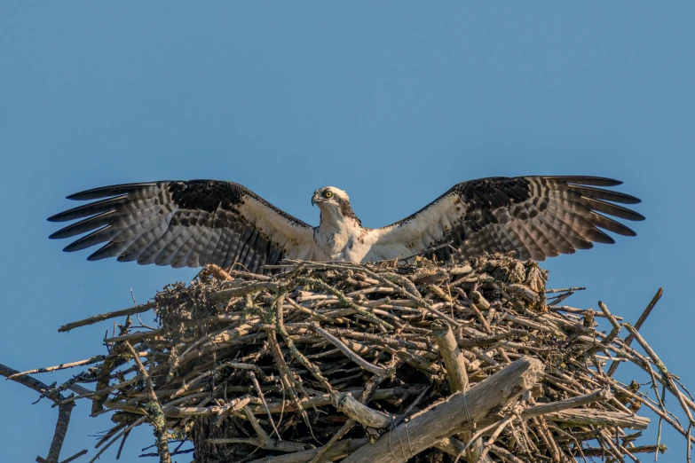a large bird on top of a tall nest
