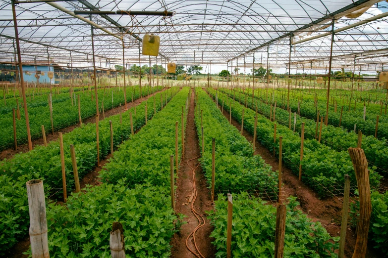 rows of plants in an indoor vegetable farm