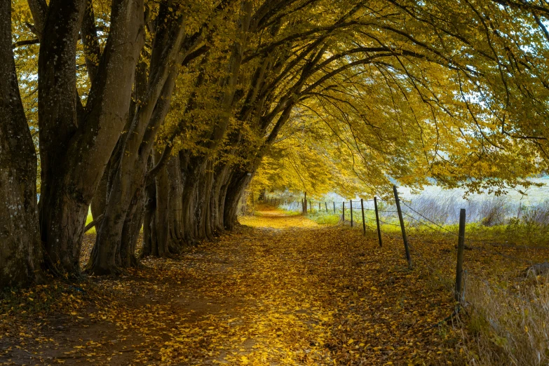 a pathway leading through a line of trees that are all autumn colored