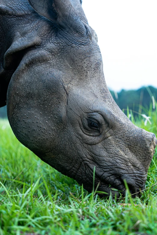 the head of a black rhino looking down on grass