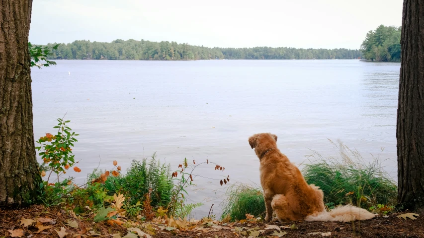 the dog is sitting in the woods looking out at the lake