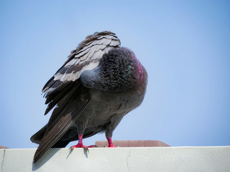 a black and brown bird standing on top of a building