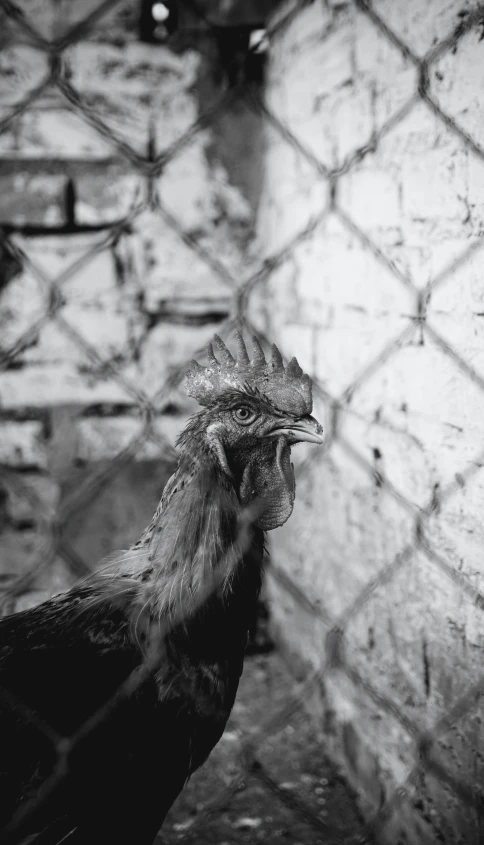 the chicken is standing in a small area with a big wall